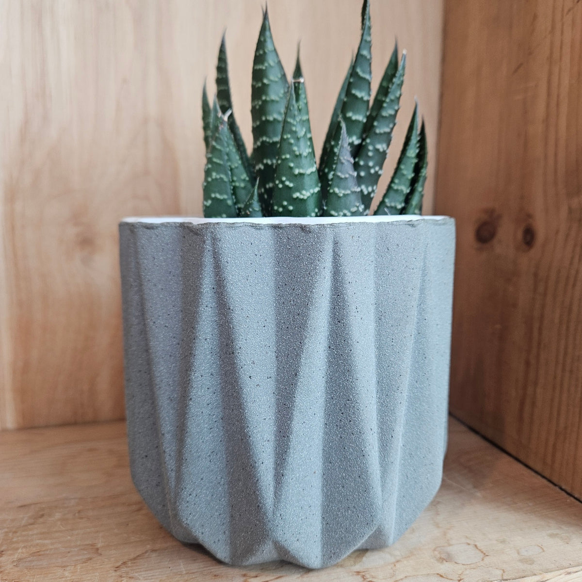 Grey textured pot with a plant
