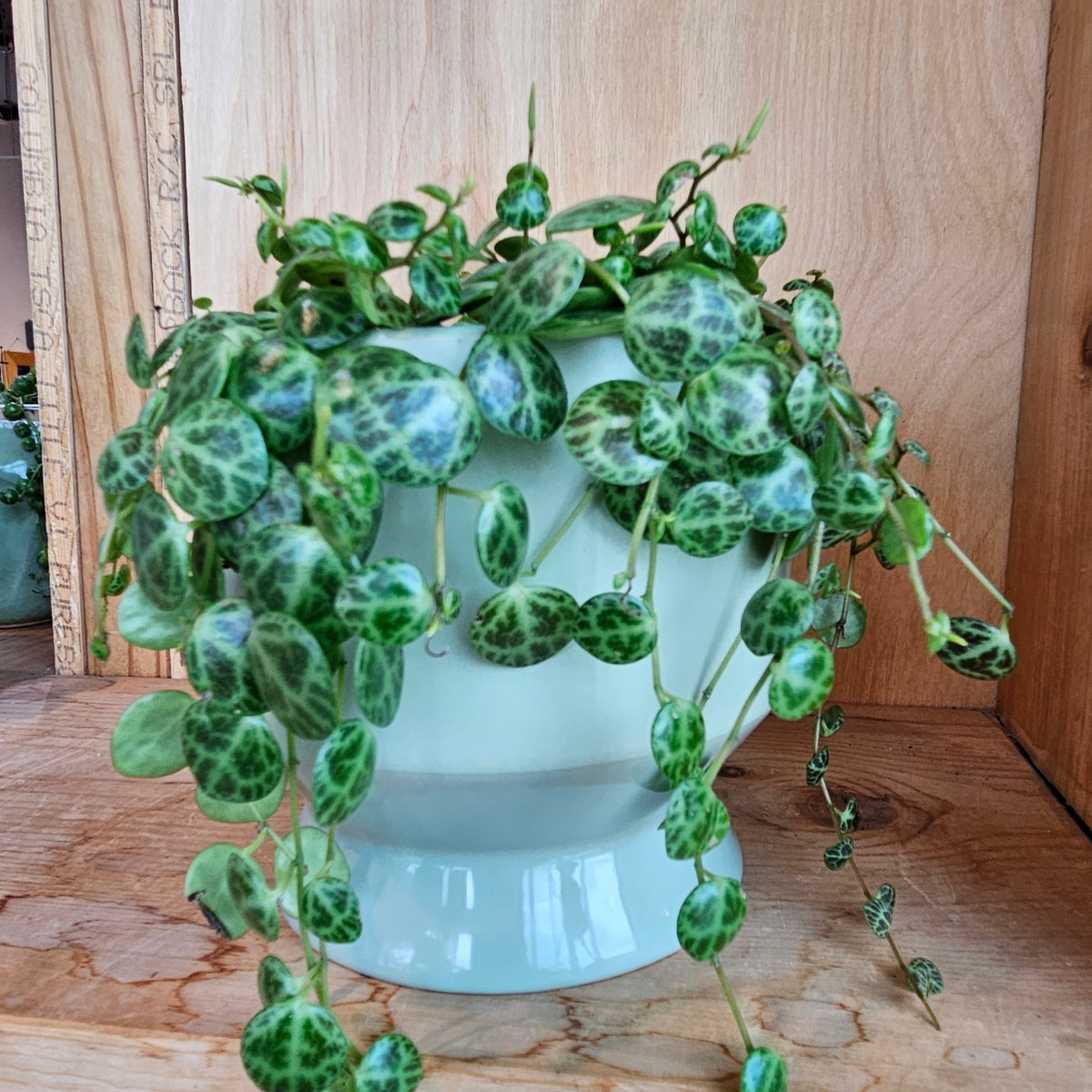 Strings of turtles plant and pot