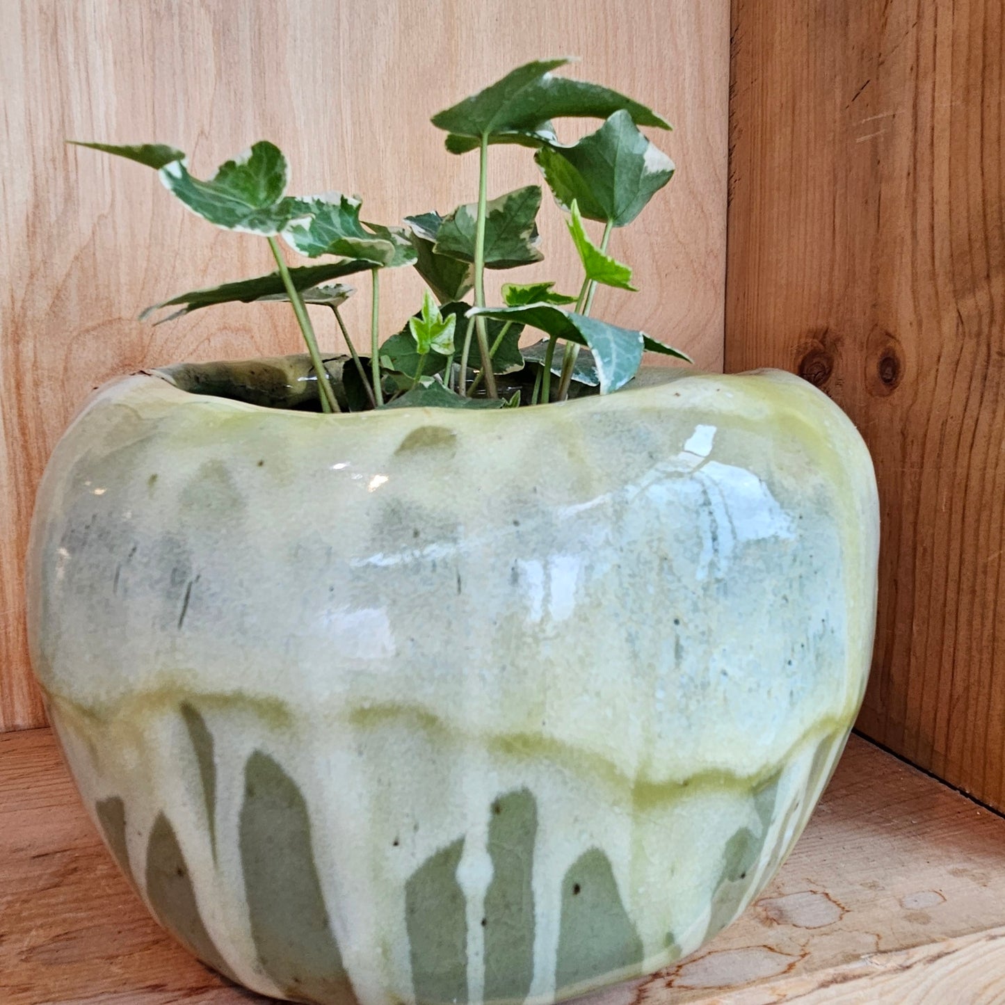 Handcrafted pot with Ivy plant