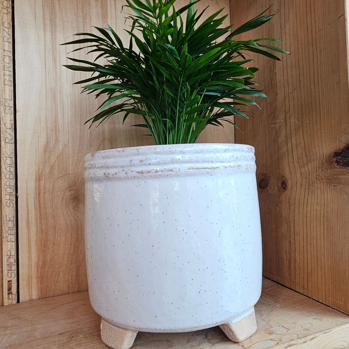 Three legged pot with a plant