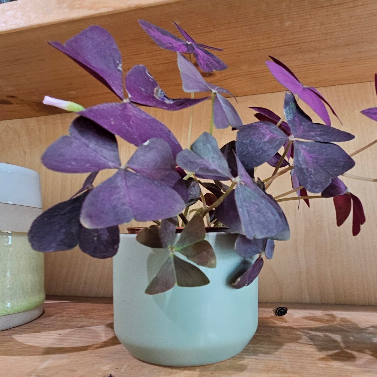 Extra small pot with butterfly plant