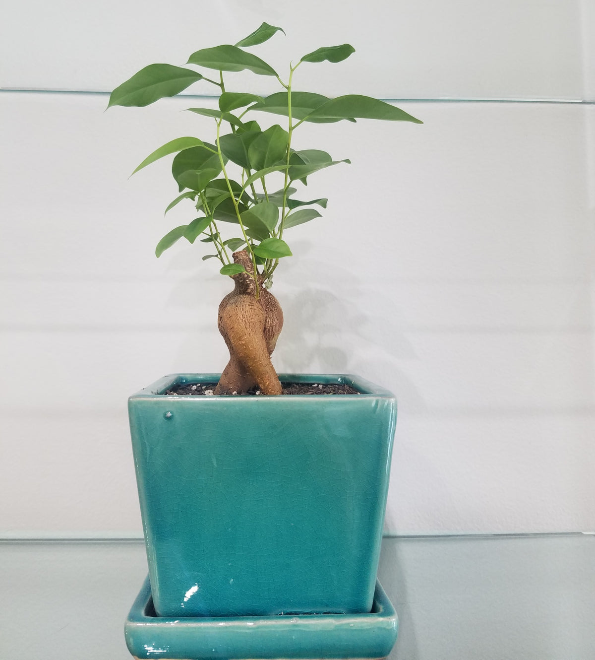 Ginseng plant in a Turqouise pot